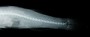 Typhleotris madagascariensis FMNH 116497 x-ray body